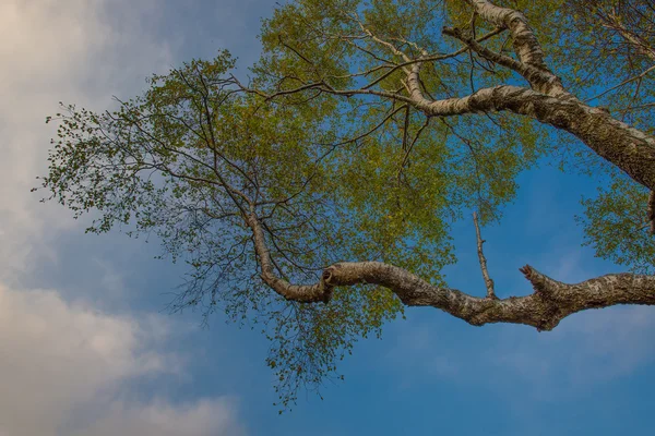 在天空中的白桦树枝 — 图库照片