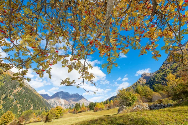 Sorbus aucuparia plant in de Alpen — Stockfoto