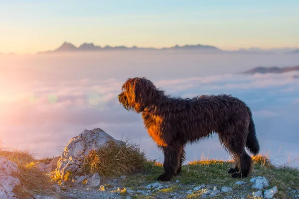 Schwarzer Schäferhund beobachtet den Sonnenuntergang über den Bergen — Stockfoto