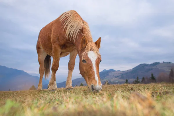 Caballo comiendo hierba en el campo —  Fotos de Stock