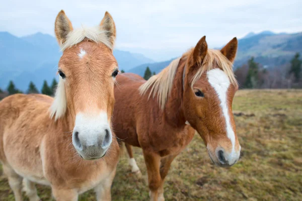 Dos caballos en el prado —  Fotos de Stock