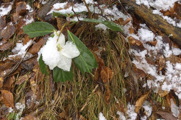 Gouttes de neige couvertes de neige — Photo