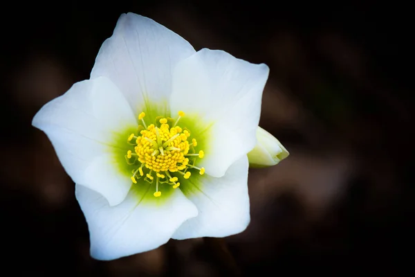 Helleborus 니제르 흰 꽃 — 스톡 사진