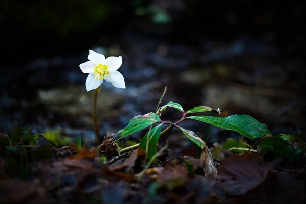 Helleborus 니제르 흰 꽃 — 스톡 사진