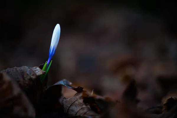 Albiflorus Crocus bud in the woods — Stock Photo, Image