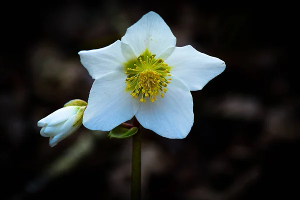 Helleborus 니제르 흰 꽃 — 스톡 사진