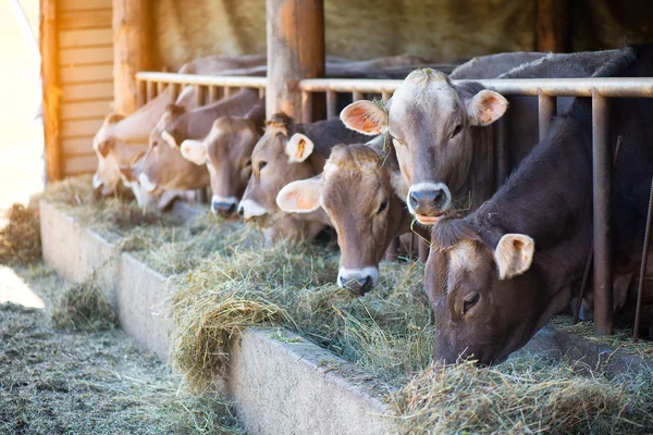 Farm tehén alpesi barna eszik szénát a stabil verseny — Stock Fotó