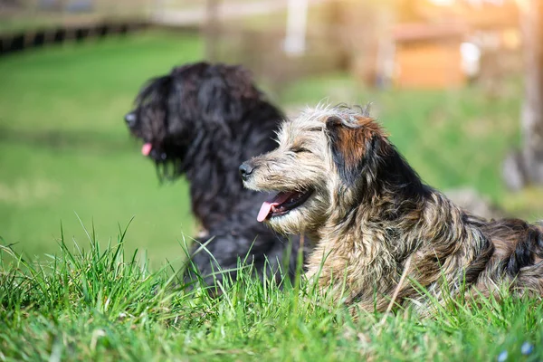 두 개의 sheepdogs 베 르 가모 — 스톡 사진
