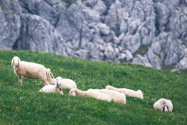 Sheep grazing on the mountains — Stock Photo, Image