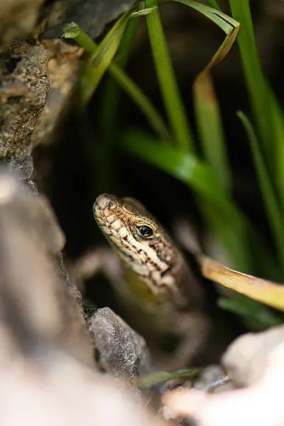 Lagarto reptil Podarcis Siculus —  Fotos de Stock