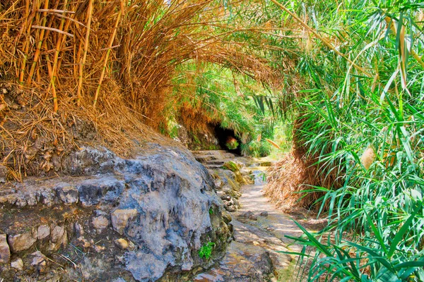 Ein Gedi National Park w Izraelu — Zdjęcie stockowe