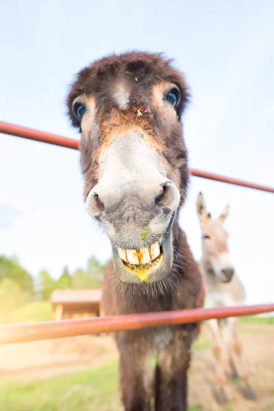 Um burro sorridente com uma boca líquida verde — Fotografia de Stock