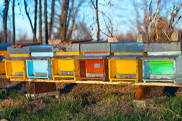 Bee hives in Northern Italy — Stock Photo, Image