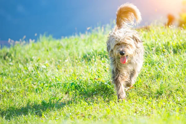 Schäferhund Bergamasco auf der Wiese — Stockfoto