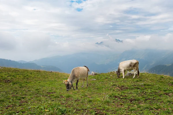 Cows grazing in the Bergamo mountains in italy — Stock Photo, Image