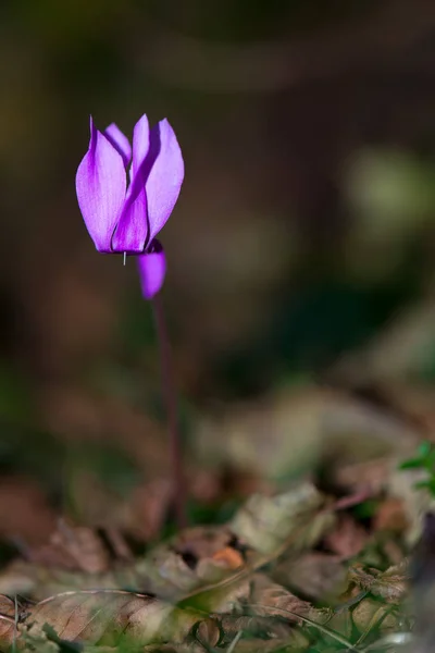 Cyclamen cyclamen in the autumn forest — Stock Photo, Image