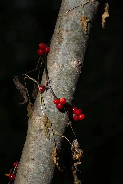 Tamaro ブラック ブリオニア:tamus 透過美しい果実とランドマーク — ストック写真
