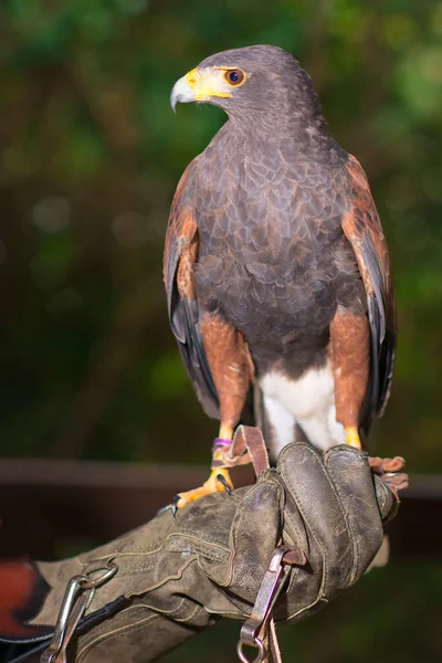 Parabuteo unicinctus - harris hawk in an animal center with paws — Stock Photo, Image