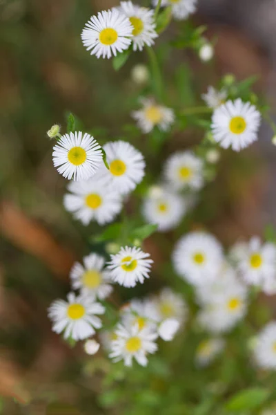 Wilde kamille bloemen op de Italiaanse Alpen — Stockfoto