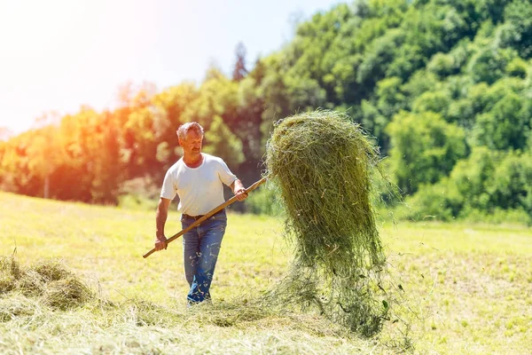 Farmer with a pitchfork collecting hay — Stock Photo, Image