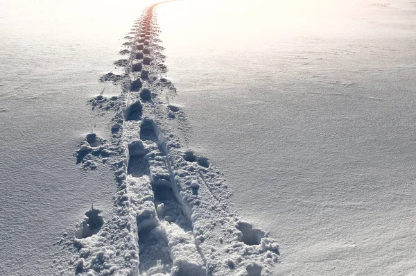 Voetstappen in de sneeuw gaan weg — Stockfoto