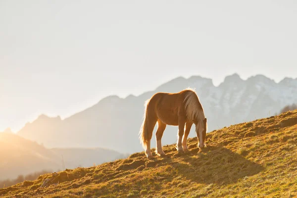Horse grazes in a mountain meadow on the Alps — Stock Photo, Image