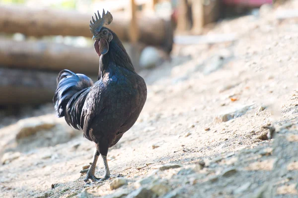 雄 Cemani 一种稀有的黑母鸡与黑肉 — 图库照片