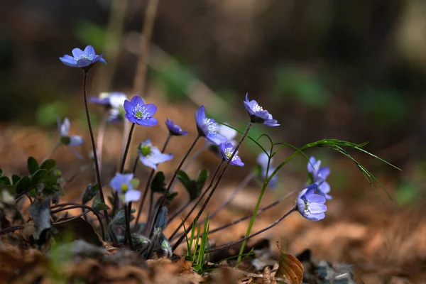 Flor Hepatica nobilis na floresta — Fotografia de Stock