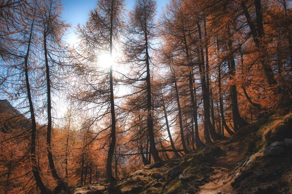 De zon filtert door een herfstlariksbos op de Alpen — Stockfoto