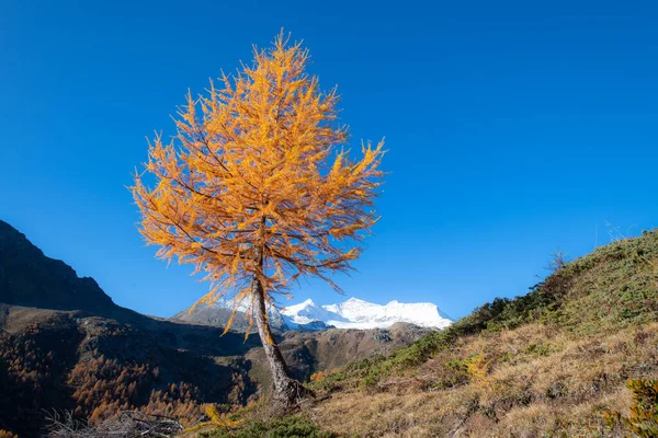 Autumn landscape of high mountains with a gold colored larch and — Stock Photo, Image