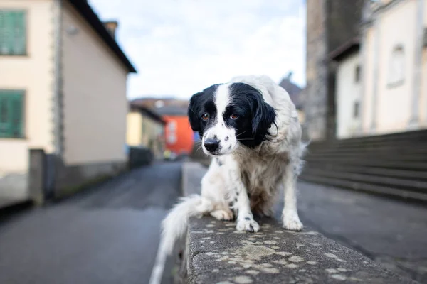 Un perro abandonado parado en una pared en una ciudad — Foto de Stock