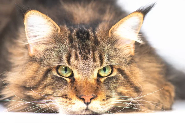Maine coon cat with chin resting on the ground — Stock Photo, Image
