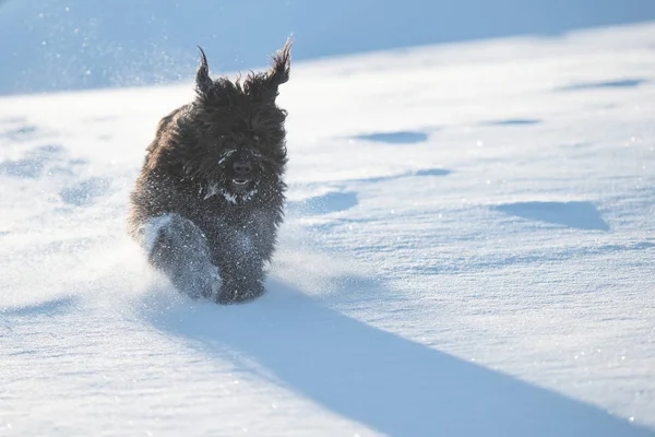 Stor svart Bergamo fårhund körs i nysnö — Stockfoto