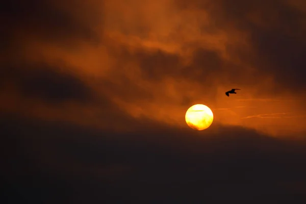 巨大的太阳落山时 海鸥在秘鲁海洋上空盘旋 — 图库照片