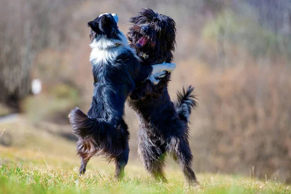 Bergamo Schäferhund Und Border Collie Spielen Zusammen — Stockfoto