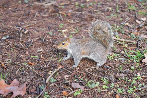 Scoiattolo nel parco in cerca di cibo