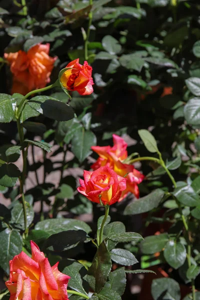 Fiore Rosa Bicolore — Foto Stock