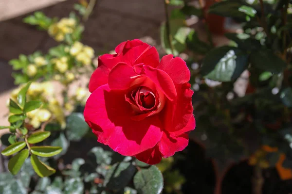 Fiore Rosa Con Foglie Scure — Stok fotoğraf