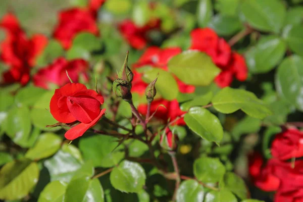 Fiore di rosa e boccioli