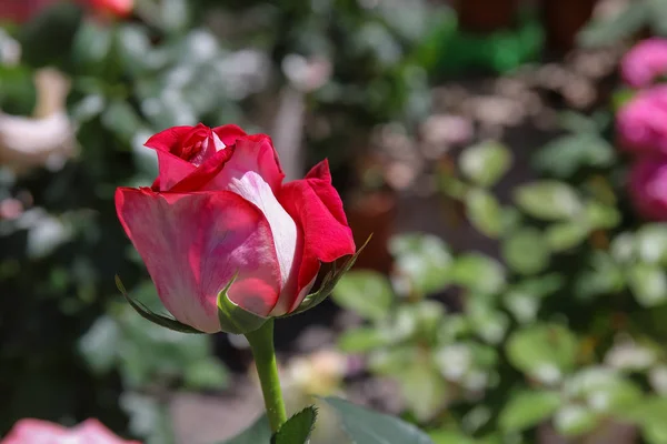 Fiore Rosa Bicolore Sole —  Fotos de Stock