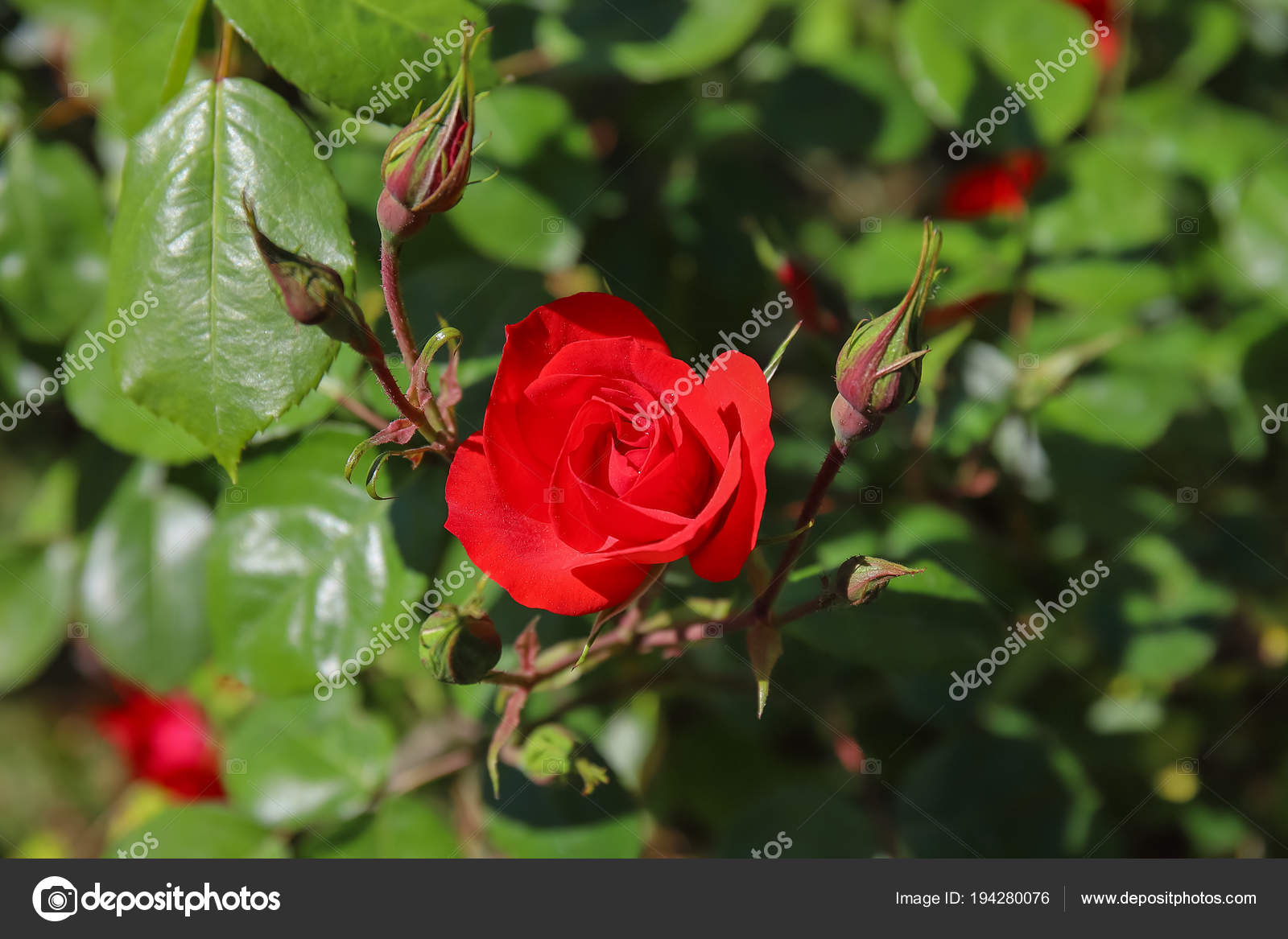 Fiore Rosa Rossa Con Boccioli Stock Photo C Usskelvin 194280076