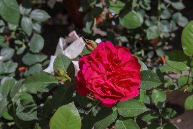 Fiore di rosa e bocciolo