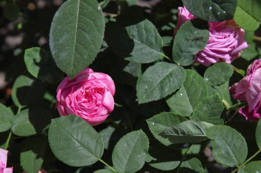 Fiore di Rosa sotto le Foglie