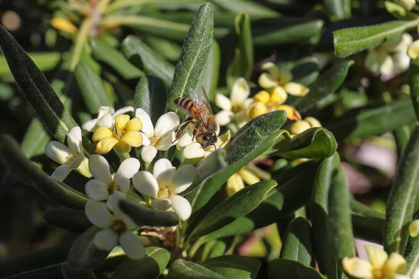 Ape Che Succhia Nettare Fiore — Stock Photo, Image