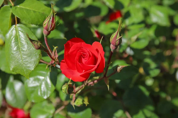 Rosa Rossa Fiore Bocciolo —  Fotos de Stock