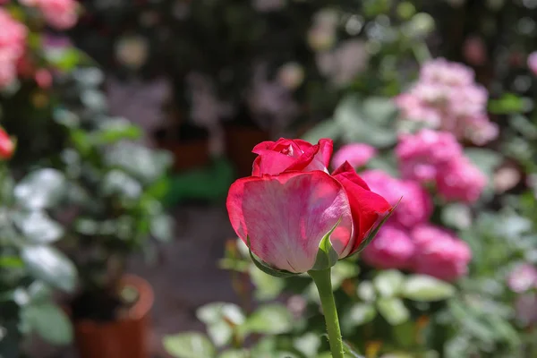 Fiore Rosa Bicolore — Stok fotoğraf