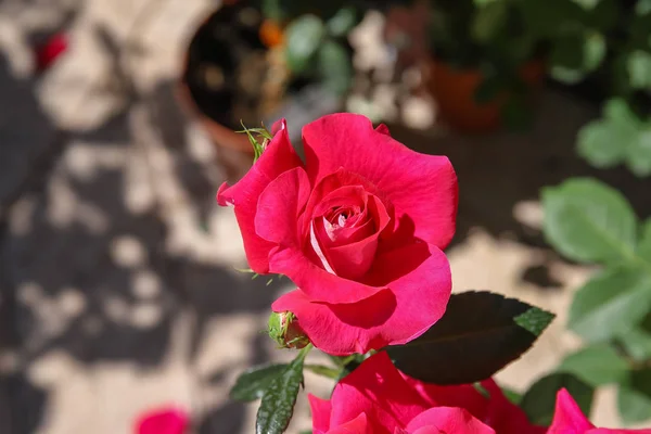 Fiore Rosa Vellutata — Stok fotoğraf