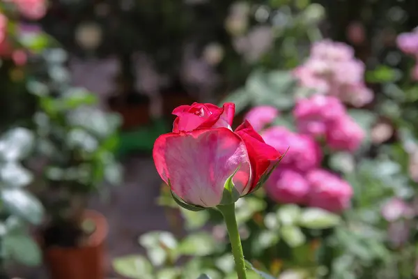 Fiore di rosa bicolore