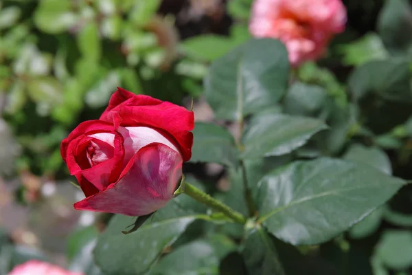 Fiore di rosa bicolore