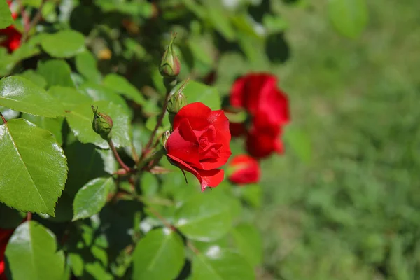 Seppuglio Rosa Rossa Con Boccioli — Stok fotoğraf